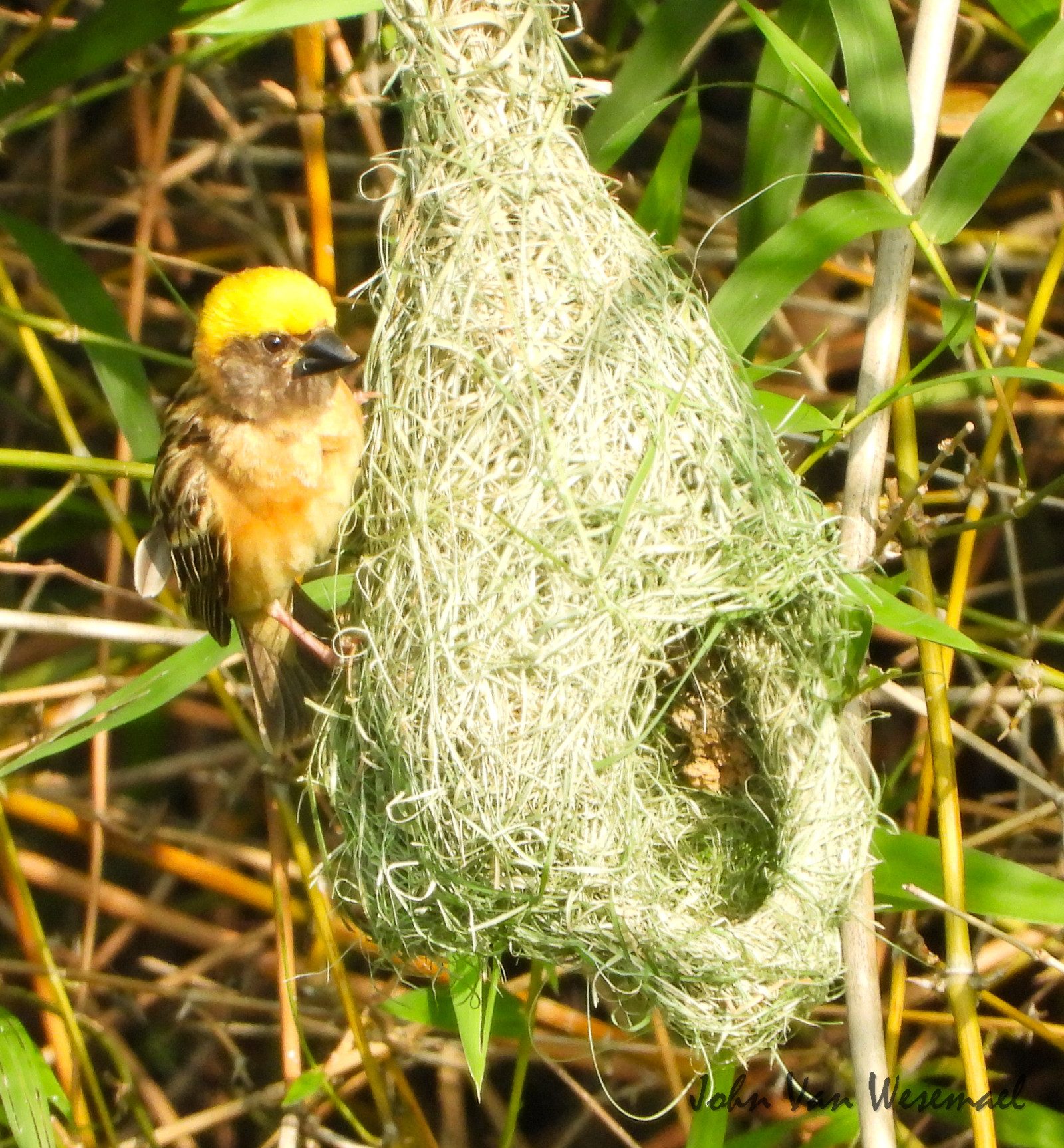 image Baya Weaver